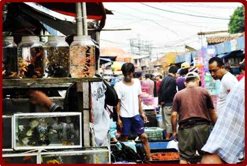Berburu Ikan Hias di Pasar Jatinegara Fiscus Wannabe