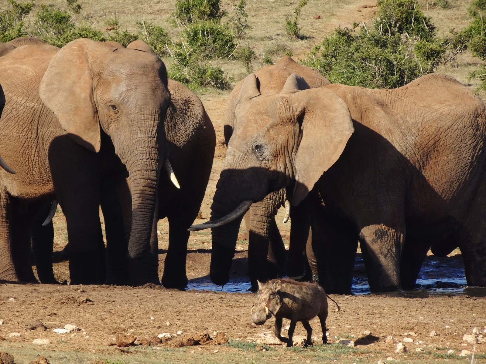 Le Parc Addo, au Le Parc Addo, au