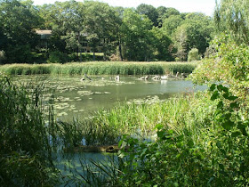 Bullrushes and lily pads at north end of Grenadier Pond by garden muses: a Toronto gardening blog