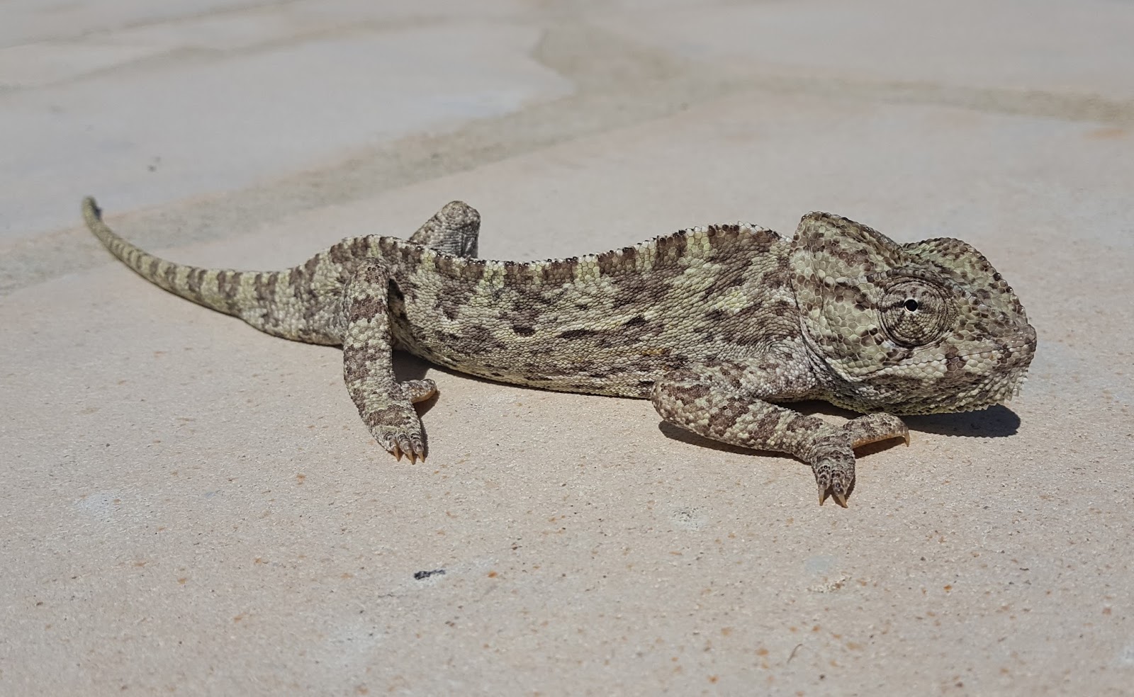 A Field Notebook Lizards in Cyprus