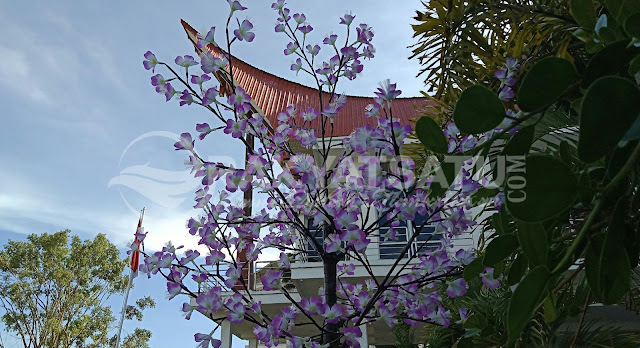 bunga sakura