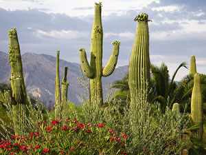 Ciri khusus tumbuhan kaktus