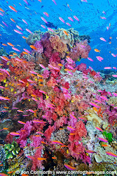 coral corals soft fish colorful underwater fiji namena marine sea reef ocean cornforth reefs under reserve amazing anthias diving reefscape