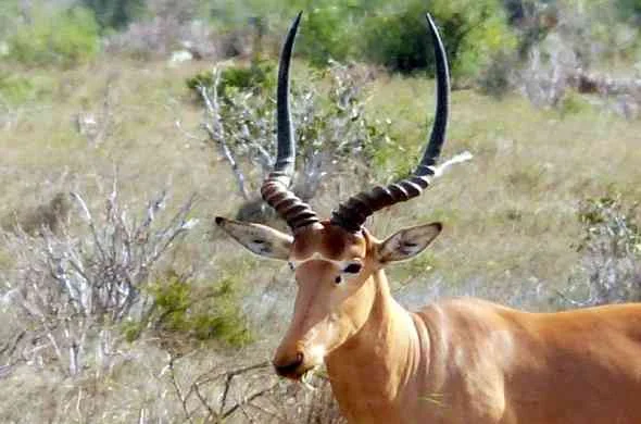 hirola-antelope-ظبي-هيرولا