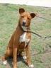4/19/12 Urgent Dogs Looking for Homes FHS Florida "help this small rural HS become low kill."