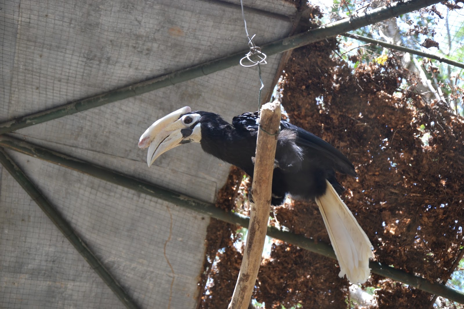 Palawan: Palawan Wildlife Rescue and Conservation Center