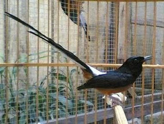 Burung Murai Batu - Tips Perawatan Mudah dan Butuh Telaten dan Kesabaran Untuk Perawatan Burung Murai Batu Muda Hutan - Penangkaran Burung Murai Batu