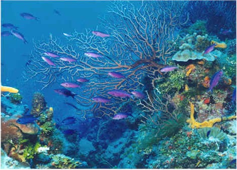 biologia marina: animales marinos