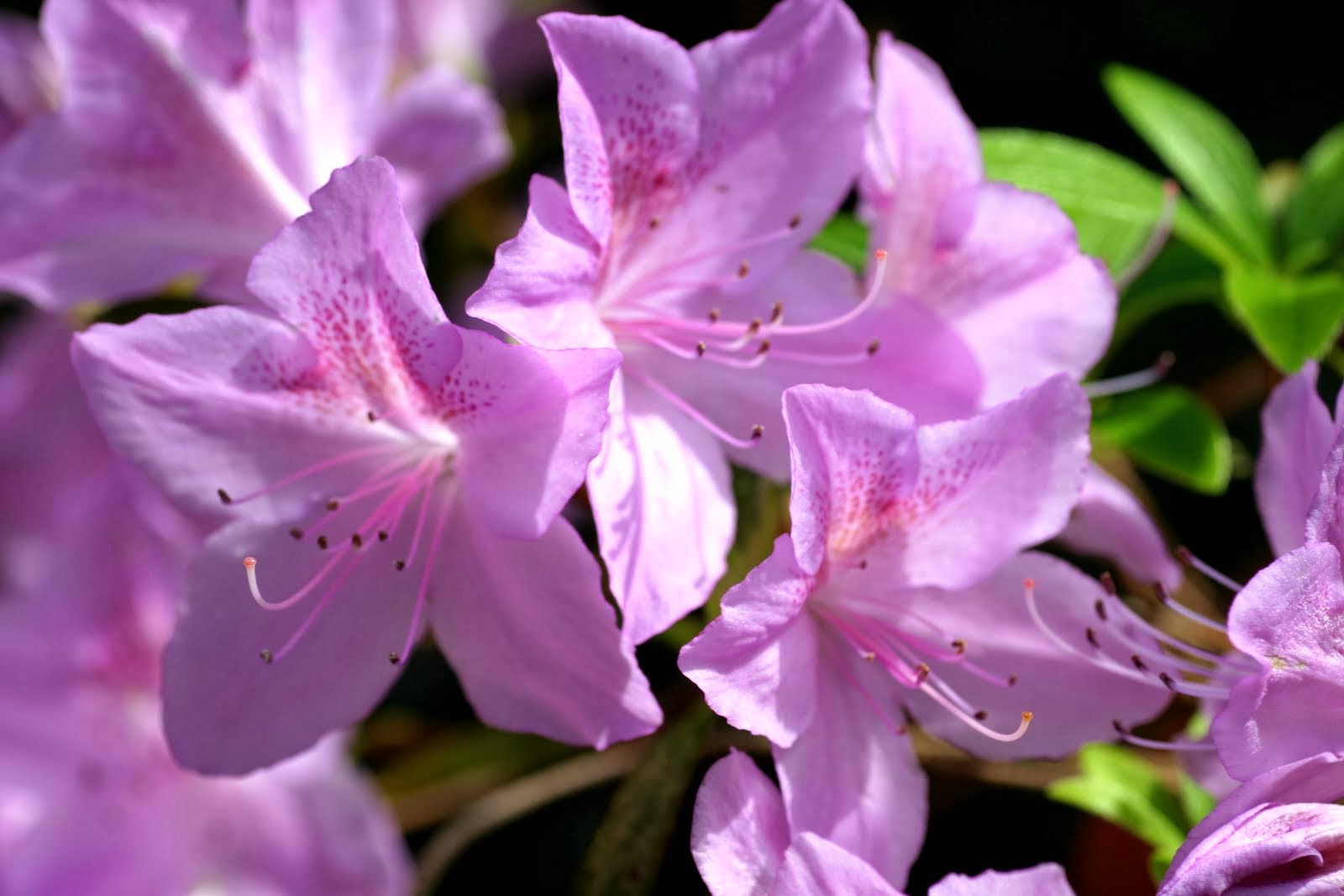 Azalea Flowers Wallpapers | Beautiful Flowers Wallpapers
