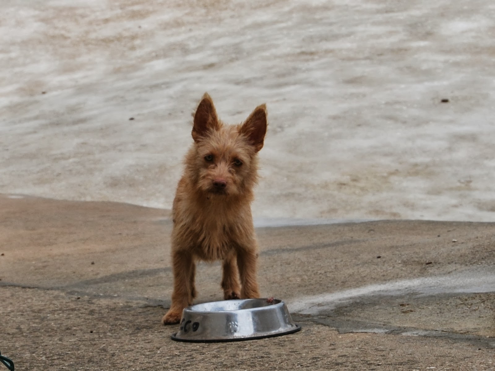 hund kratzt sich ständig am kinn