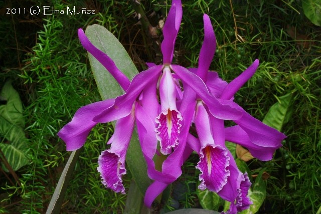 Cattleya maxima