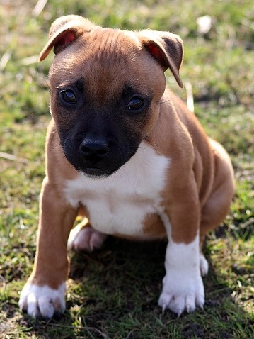 dog names that start with g dog names that start with g