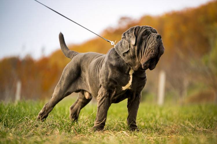Pure Neapolitan Mastiff is very expensive. In general, it is a good-natured dog, if properly trained. But if the owner does not pay attention to education, the mastiff can be very aggressive