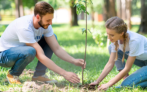 Tree sapling planting in well drained fertile soil