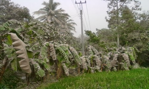 abu vulkanik daun pisang roboh tak kuat menahan tebalnya abu vulkanik