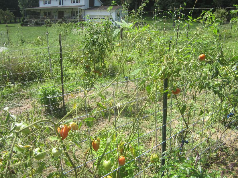 Simply Resourceful Cattle Panel Tomato Trellis Review