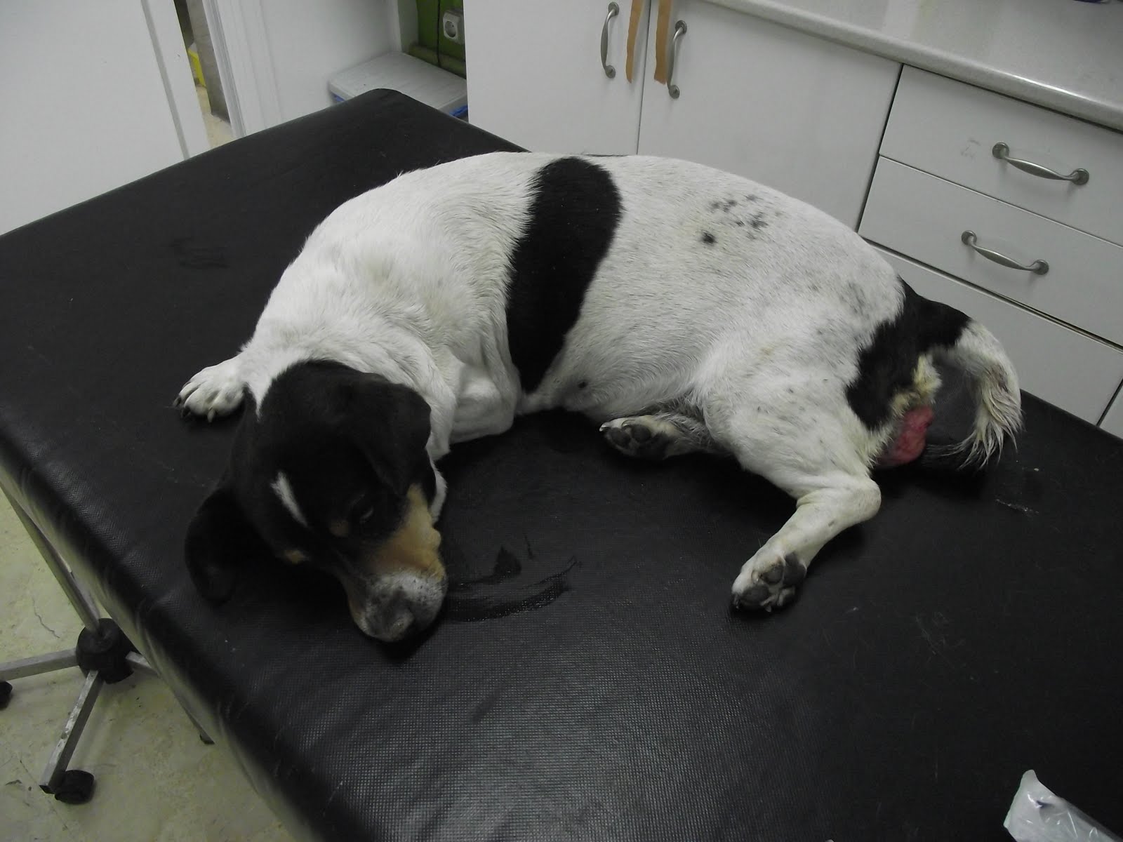 Casos clínicos veterinaria en pequeños animales: HIPERPLASIA