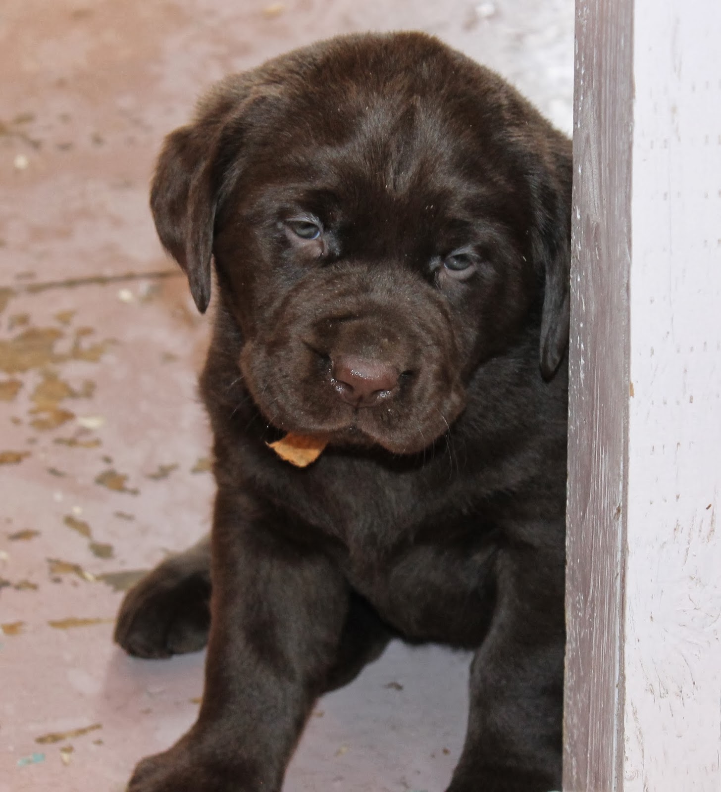 BUCK MOUNTAIN LABRADORS JERSEY'S PUPPIES NEARLY 5 WEEKS! BUSTIN' A
