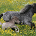 Meet the smallest horse in the world