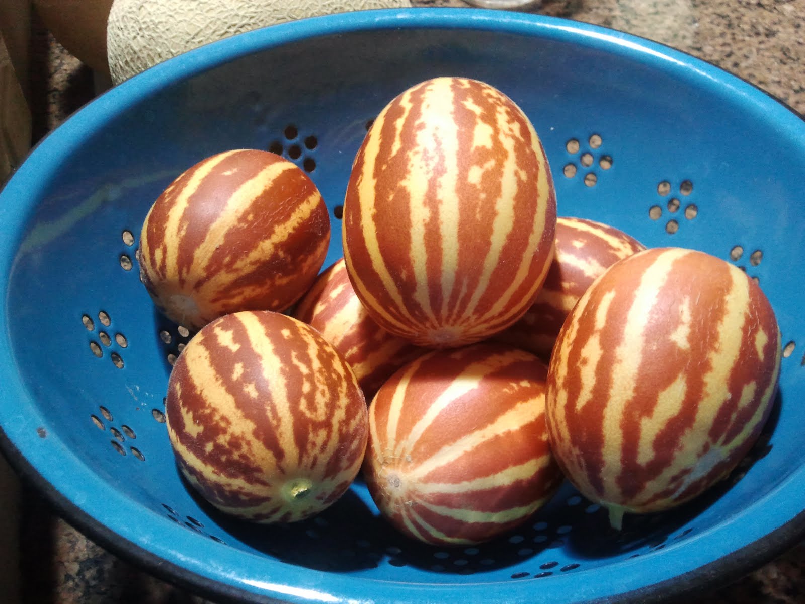 Ag Hag's Plants n' Rants Selling Melon Seeds too! From Thailand