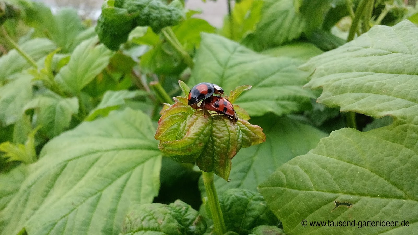 Meineneueblume Blogspot Com Einer Meiner Lieblingskafer