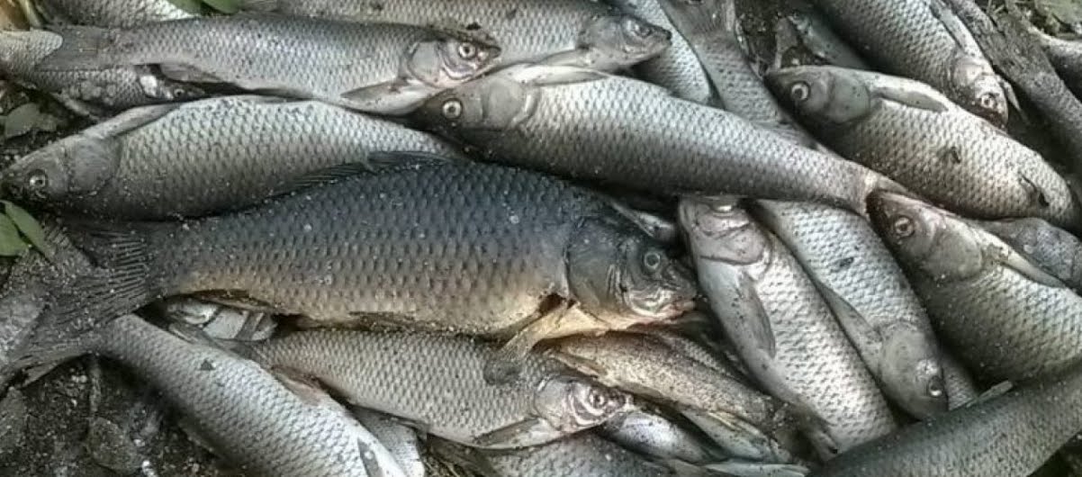 Pesci in diminuzione nel mondo a causa del riscaldamento globale.