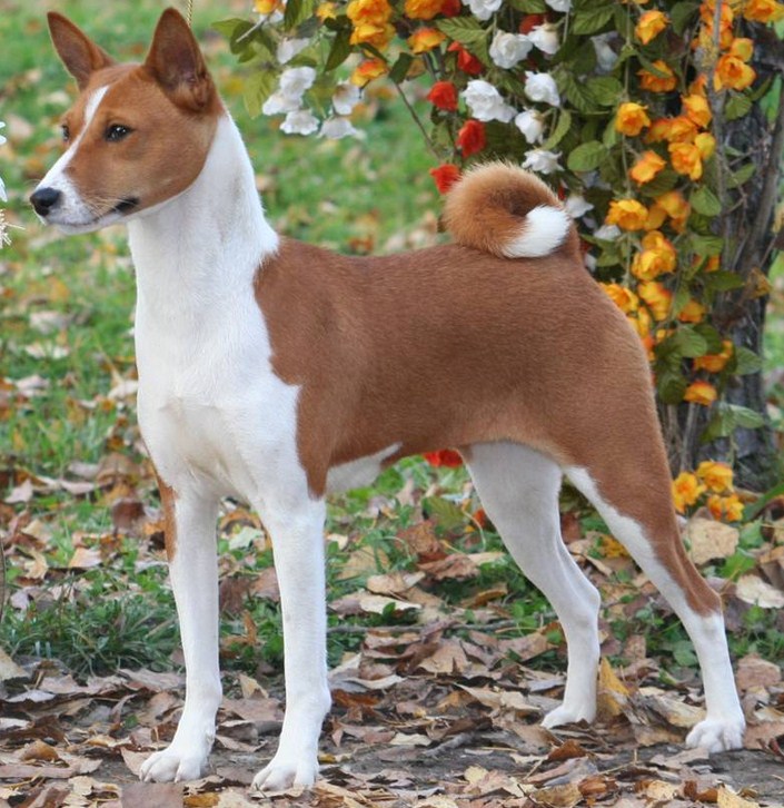 Kleine Bis Mittlere Hunderassen Hunde Welpen