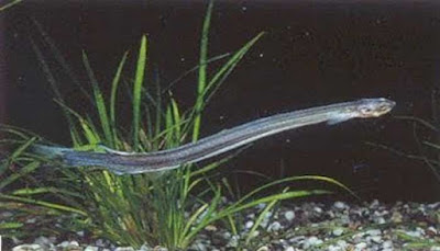 Ikan Candiru