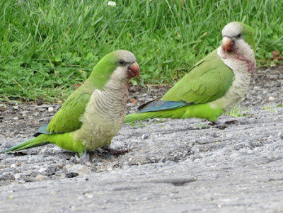    "Quaker parrot