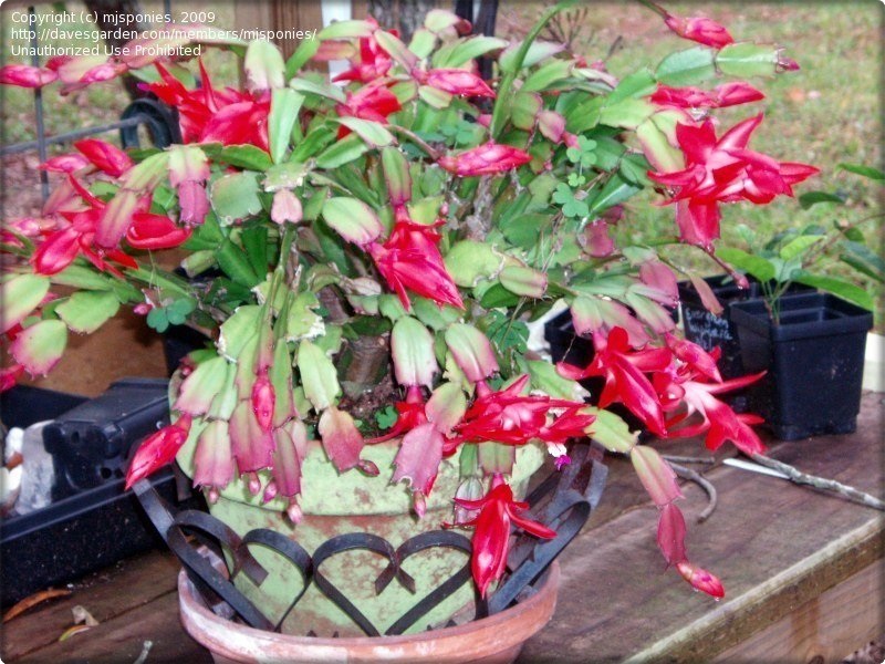 How to Keep Christmas Cactus Over the Summer
