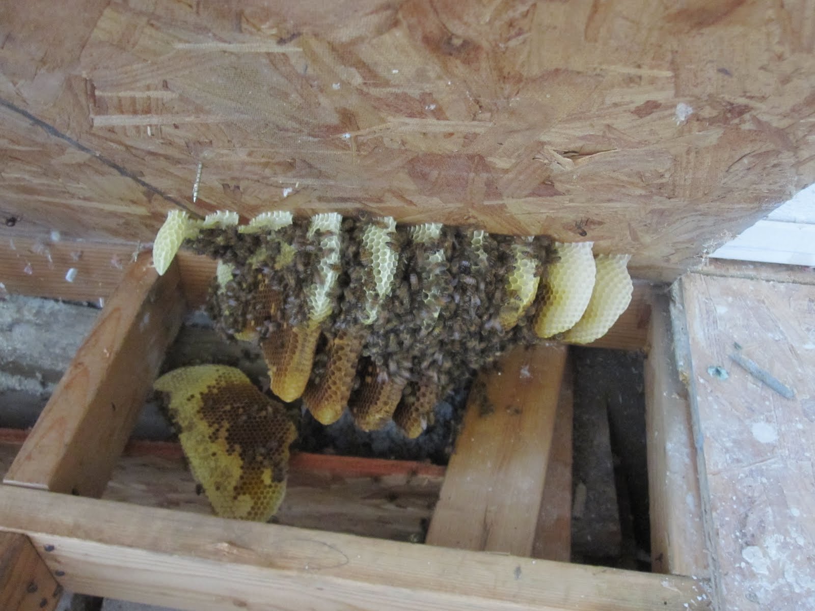 bee rescue ventura Bees under floor in gym shed