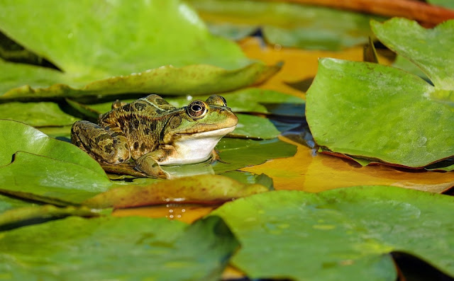 Sekelompok Katak