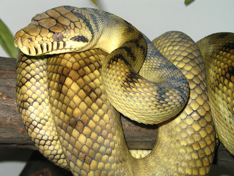 Papuan Python - Reptiles World