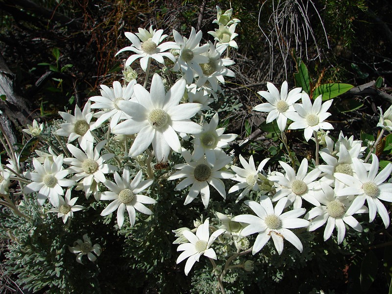 Snap Happy Birding Australian native Flannel Flowers