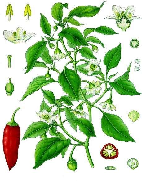 Pimenta (Capsicum ssp.)