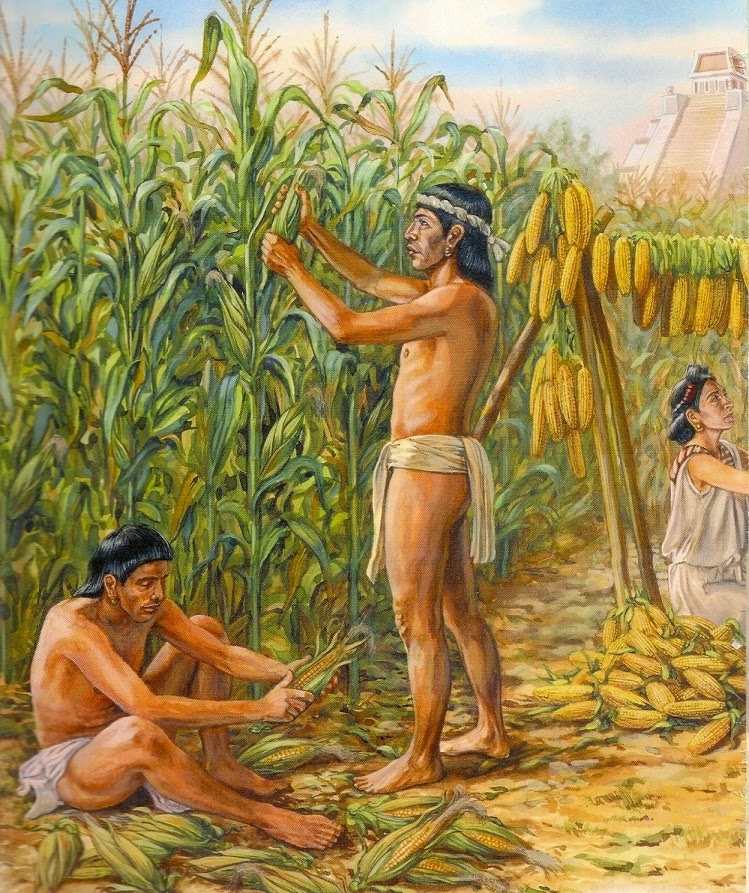 What is maize?