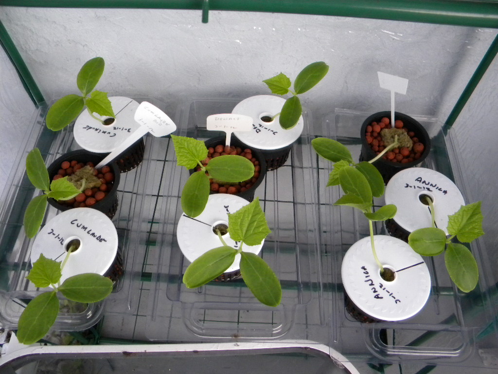 Clifford Manthey Photography Cucumber Seedlings 100 Germination