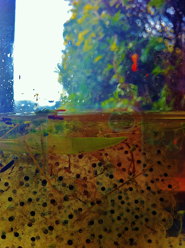 Diaries of a Wildlife and Outdoors lover: Frog spawn is every where!!!!!!!!