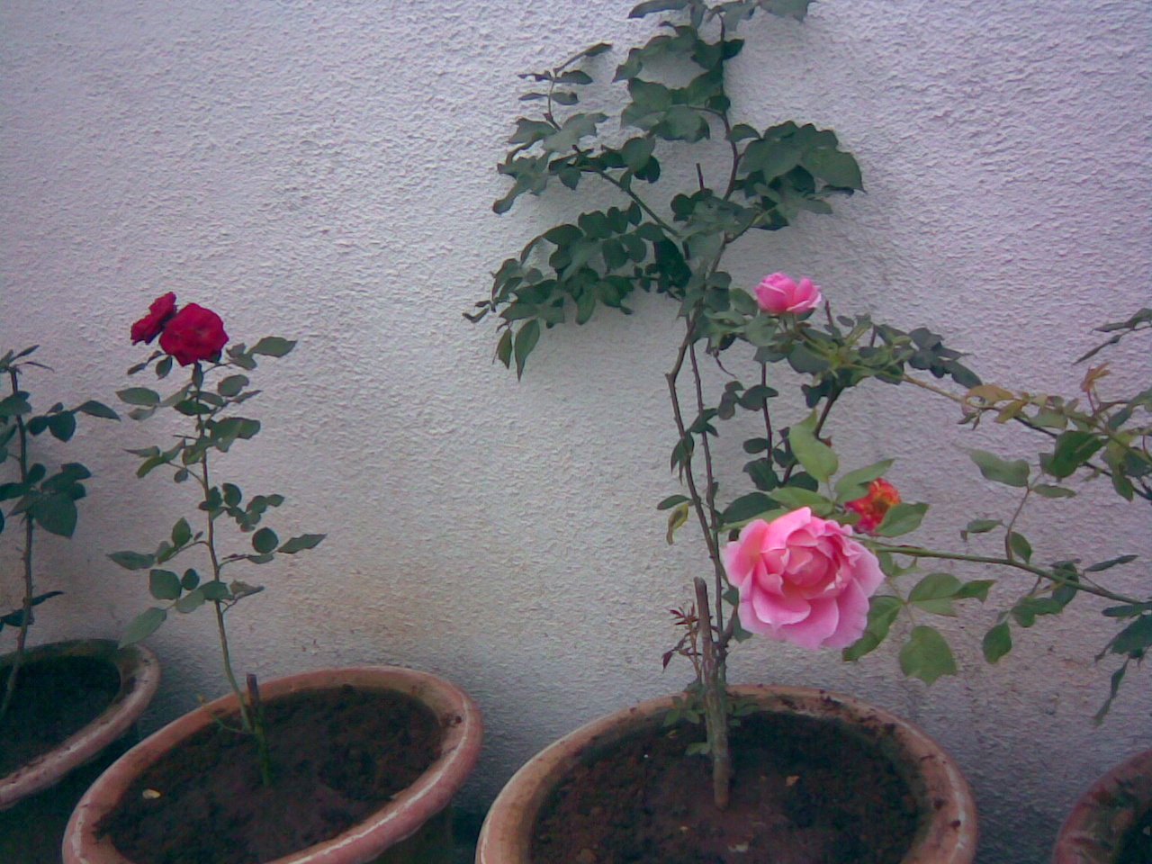 http://2.bp.blogspot.com/-EvEBnMKoxwI/TcUlUen07II/AAAAAAAABHY/XwGbY2Ytrk0/s1600/pink+red+roses+plant+in+my+garden+ree+pictures+of+roses%252C+rose+clipart+and+wallpaper.+Free+rose+greeting+cards.jpg
