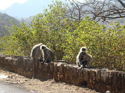 "Gray langurs moaning the death of one of their babies, opposite the Veer Bapji Temple, on the Gurushikar road."