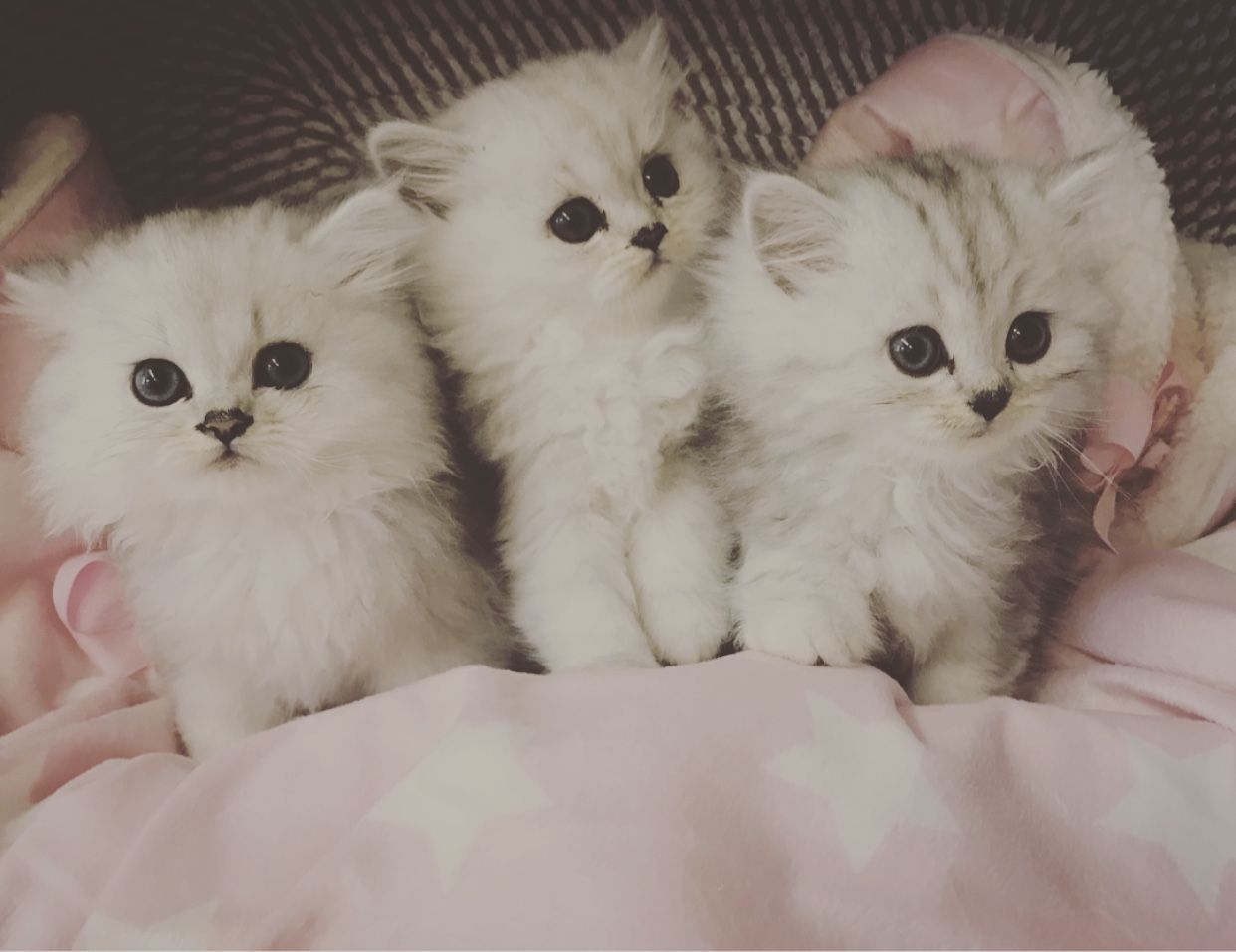 The Kuwait Cats and kittens Adoption and sales email us at