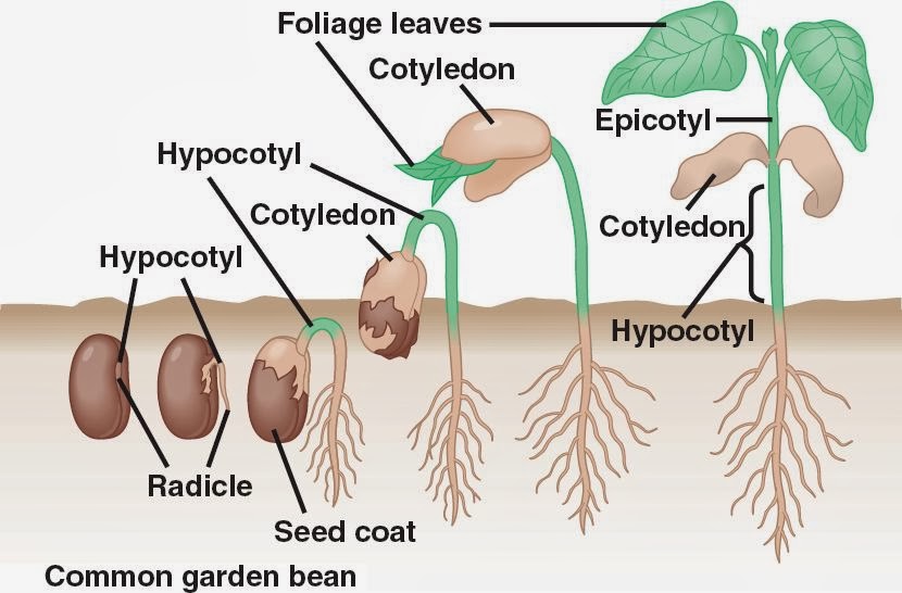 Kunci Jawaban Perhatikan Gambar Pada Tabel 2 6 Coba Tentukan Faktor Apa Saja Yang Mempengaruhi Pertumbuhan Biji Jangan Lupa Carilah Info Tambahan Dari Berbagai Sumber Lain Rofa Education Centre Kunci Jawaban Perhatikan Gambar Pada Tabel 2 6 Coba Tentukan Faktor Apa Saja Yang Mempengaruhi Pertumbuhan Biji Jangan Lupa Carilah Info Tambahan Dari Berbagai Sumber Lain Rofa Education Centre