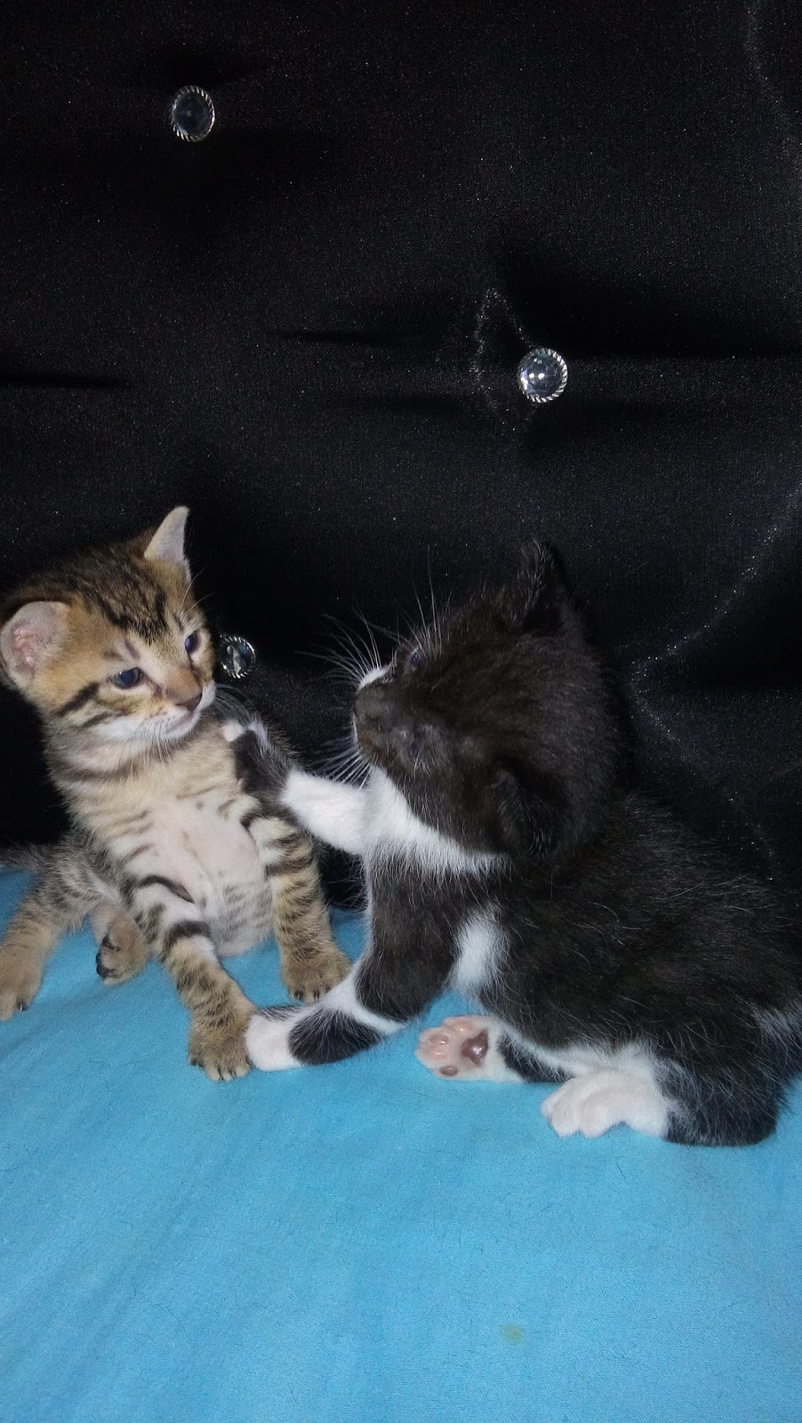 turk seo toplulugu turkiye seo blog