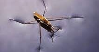 Konsep Tegangan Permukaan Dan Kapilaritas Fisika Sekolah