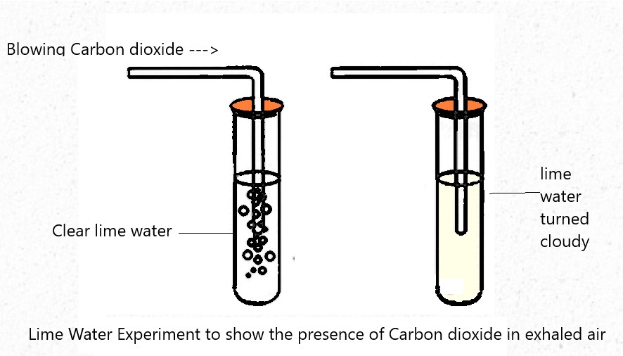Class7 Science Chapter10 Respiration in Organisms, Additional Exercises in line with NCERT