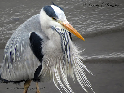 Grey heron - Ardea cinerea