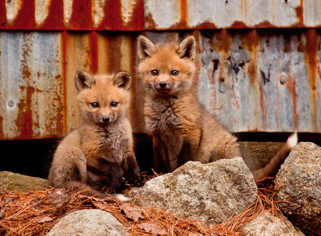 Very fox. Silly Fox. Pretty Fox. Fire cute Foxes.