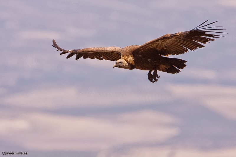 MARTALEGUA: AVES CARROÑERAS