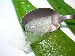 Aloe Vera - Barbadensis Miller - Forever Living Products