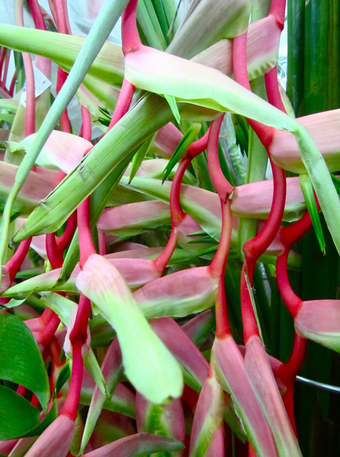 nicnak castle Singapore flower market 2010.